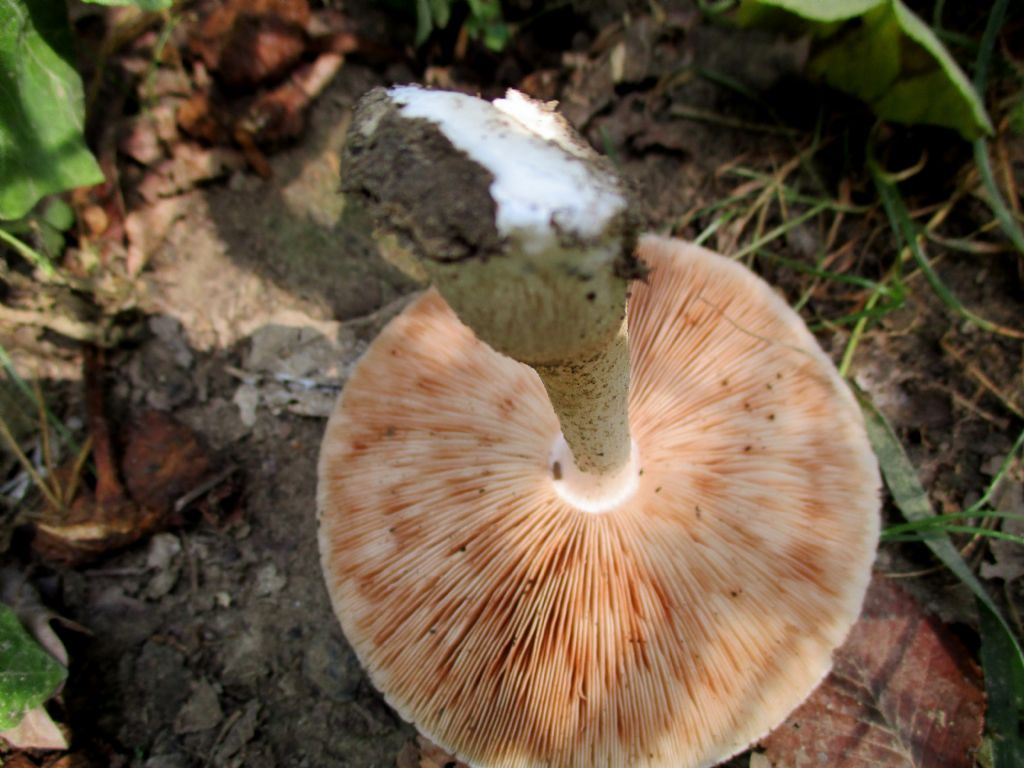 Funghi da identificare 6